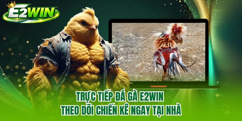 Trực Tiếp Đá Gà E2WIN - Theo Dõi Chiến Kê Ngay Tại Nhà