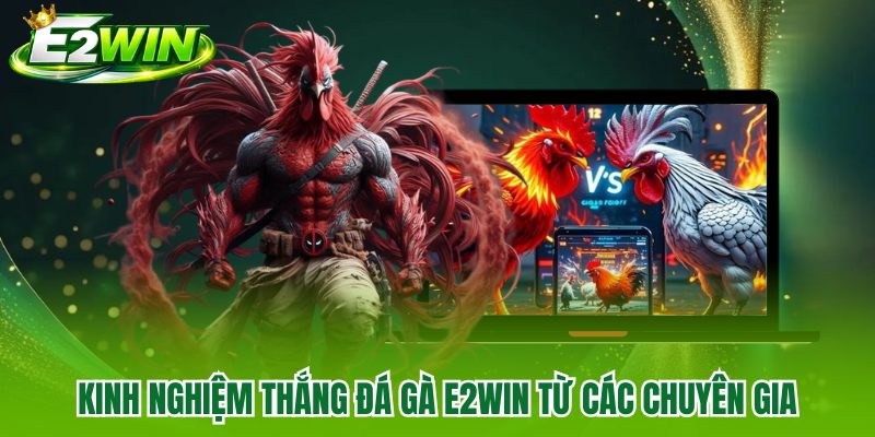Kinh nghiệm thắng đá gà E2WIN từ các chuyên gia