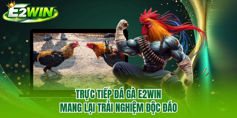 Trực tiếp đá gà E2WIN mang lại trải nghiệm độc đáo